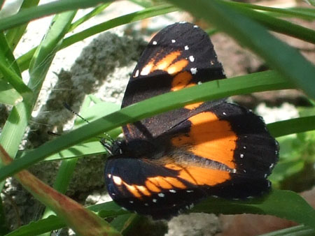 metterling5_charco_verde_ometepe_nic