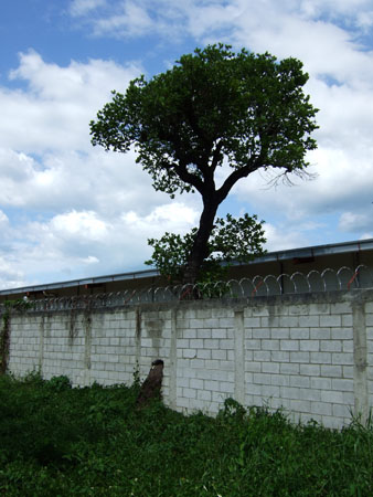 mauer_um_baum_nach_flores_guat