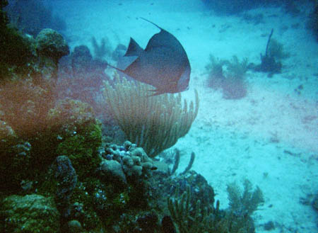 angelfish_tauchen_utila_belize