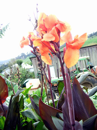 flowerpower1_wwoof1_kaikohe