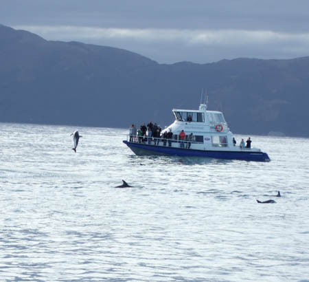 03springendedelphine_whalewatch_nz