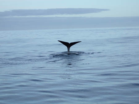 09winkewinke3_whalewatch_nz