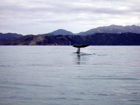 flossenschlag1_whalewatch_nz